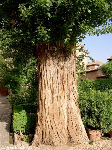 EL RINCON DE MIS SECRETOS: CONVERSACIONES CON UN ARBOL