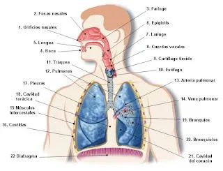 Dibujos para colorear el sistema respiratorio - Imagui