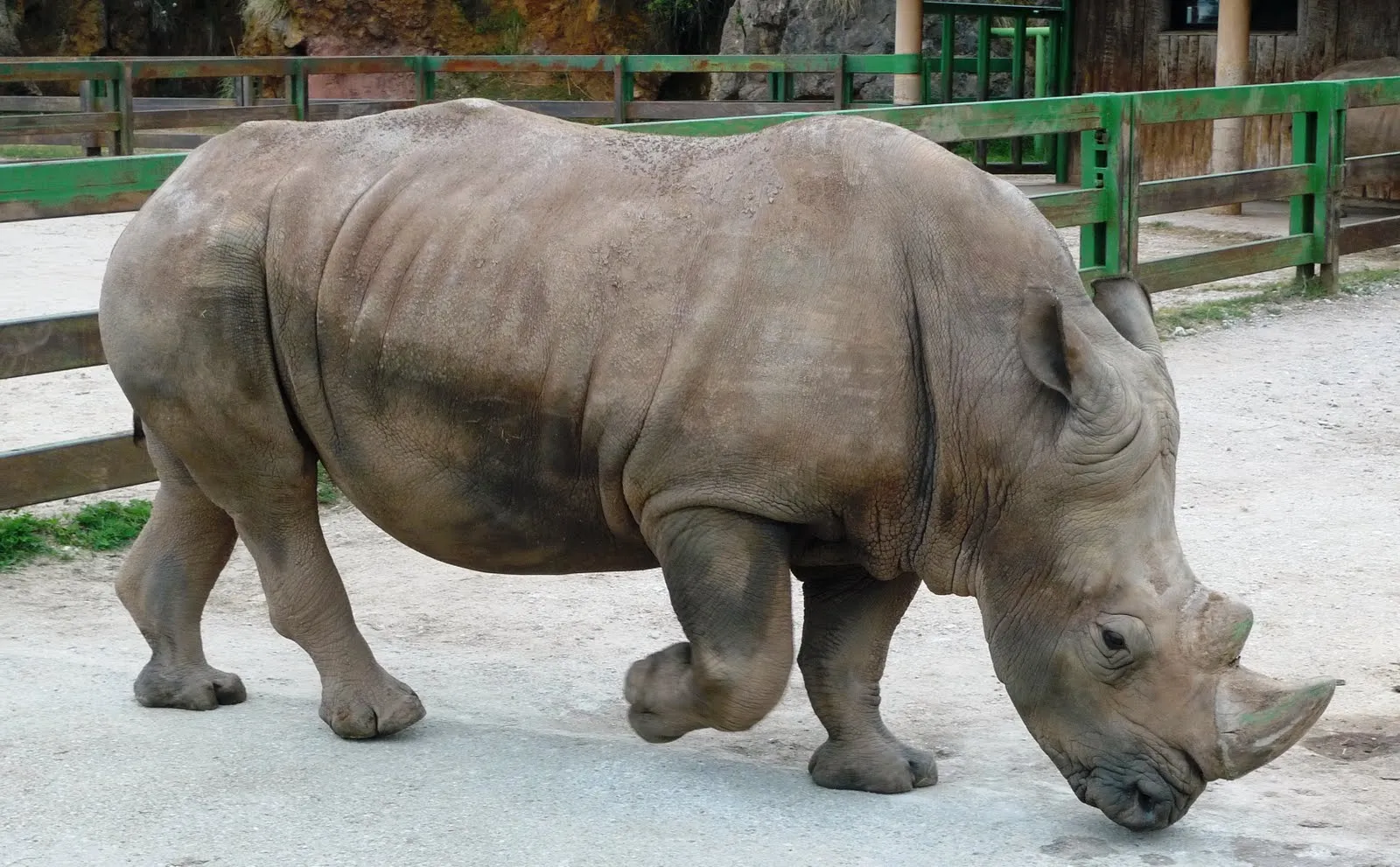  ... Rinoceronte, Oso Pardo, Dromedarios, Cebra de Grevy y bebé de Llama