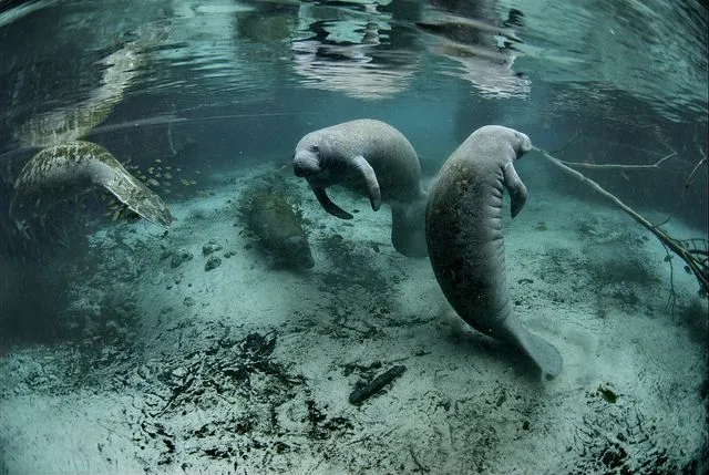 Un río de aguas cristalinas habitado por manatíes, en Florida 101 ...