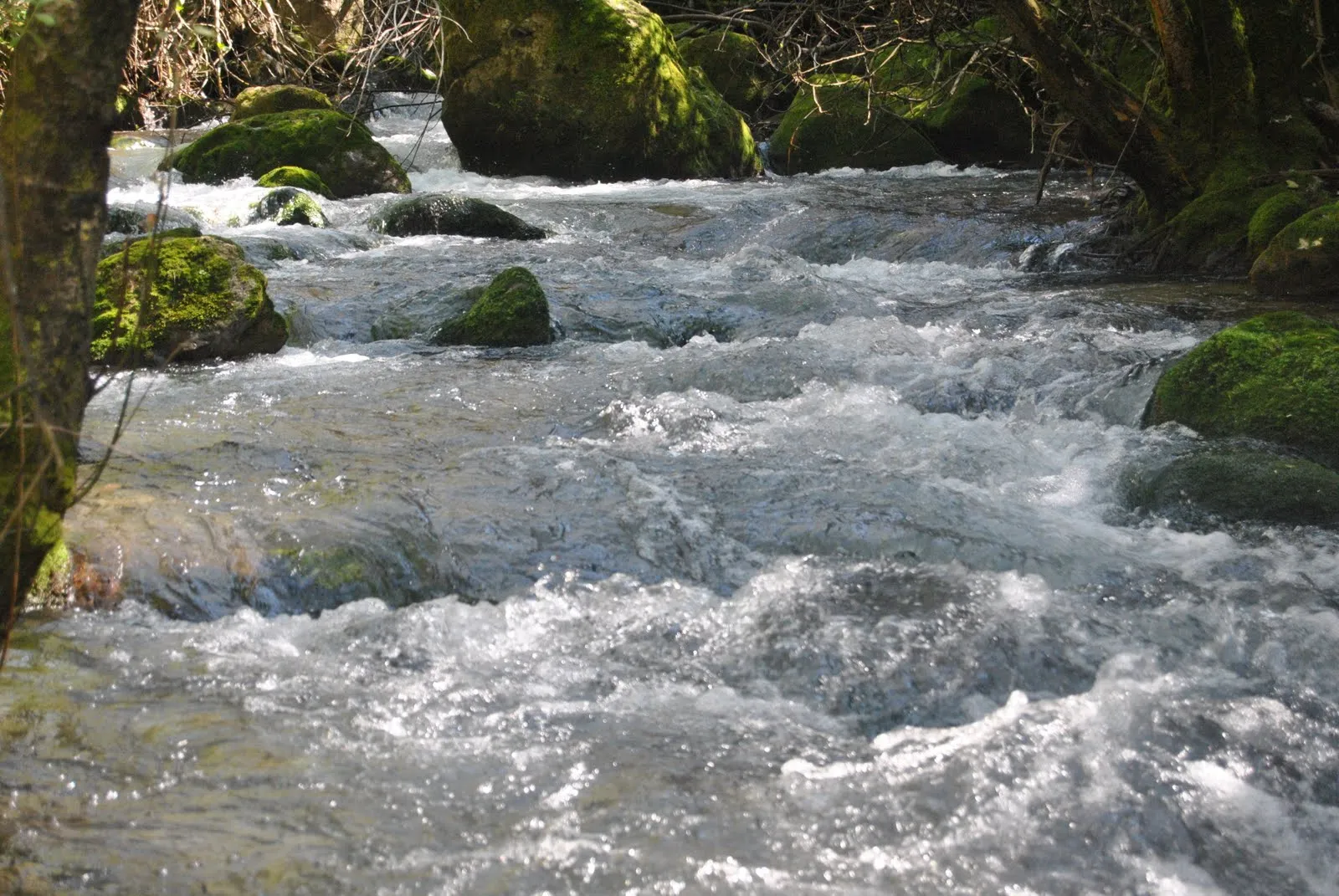 Un rio animado - Imagui