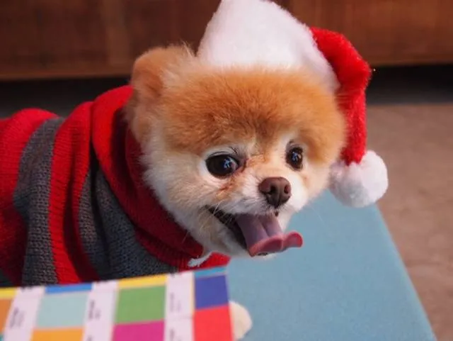 Ritemail: Boo — The World's Cutest Dog