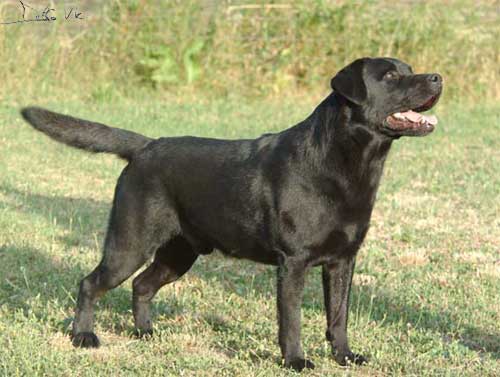 Riva Ligure: trovato un Labrador nero vicino al distributore Esso ...