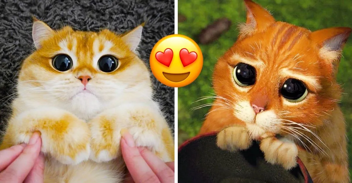 Se roba atención de internet por parecido con Gato con Botas