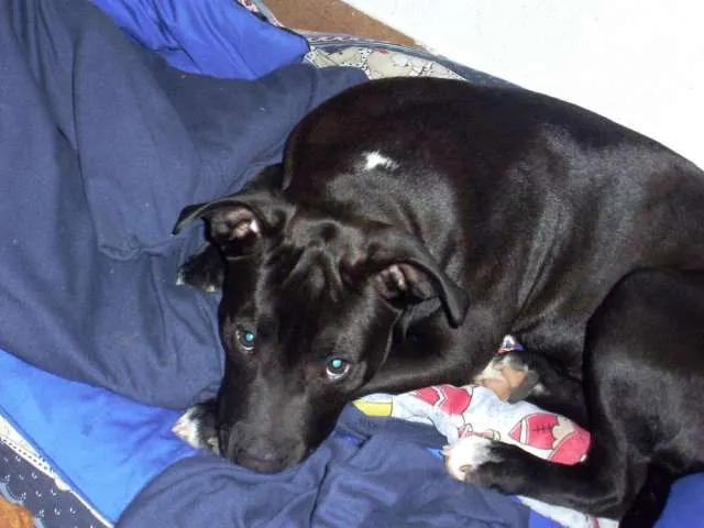 Robaron mi pitbull de 5 meses negro pecho blanco cola larga ...