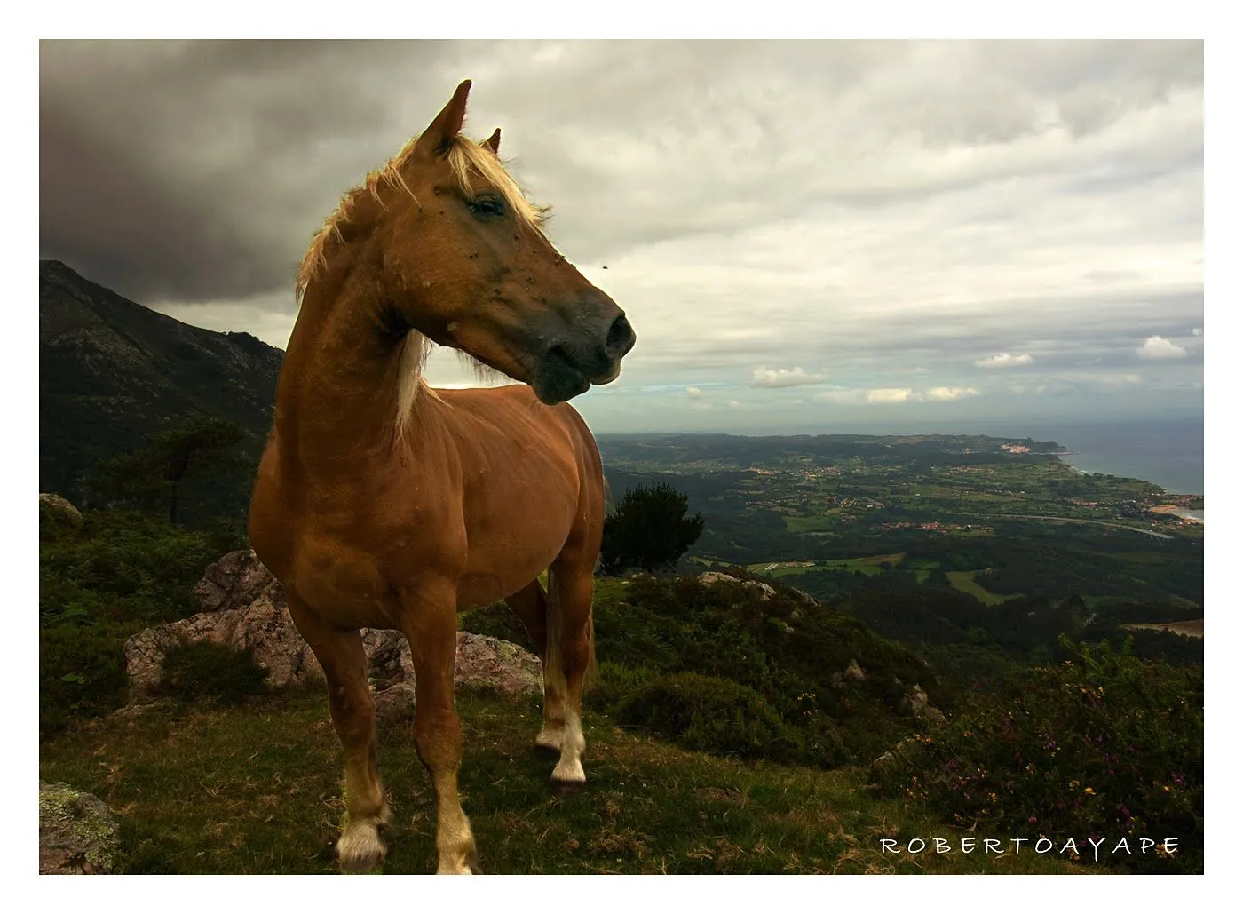 Roberto Ayape - Fotoblog: Caballo y vaca del Sueve