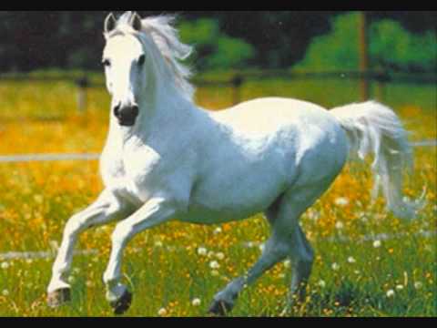 Roberto Tapia-El Caballo Blanco.wmv - YouTube