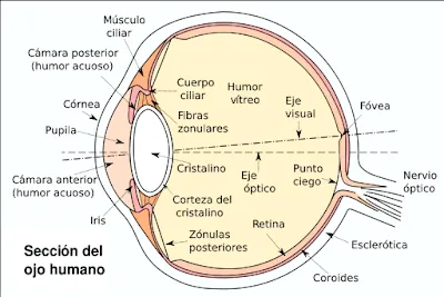 Está rodeado por los anexos oculares en su parte anterior, párpados ...