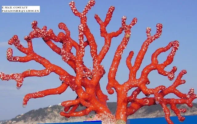 Rojo coral - Imagui