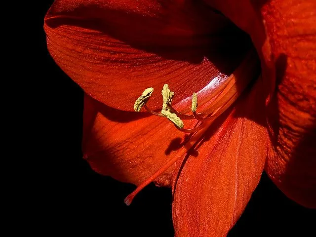 Rojo sobre negro | Flickr - Photo Sharing!