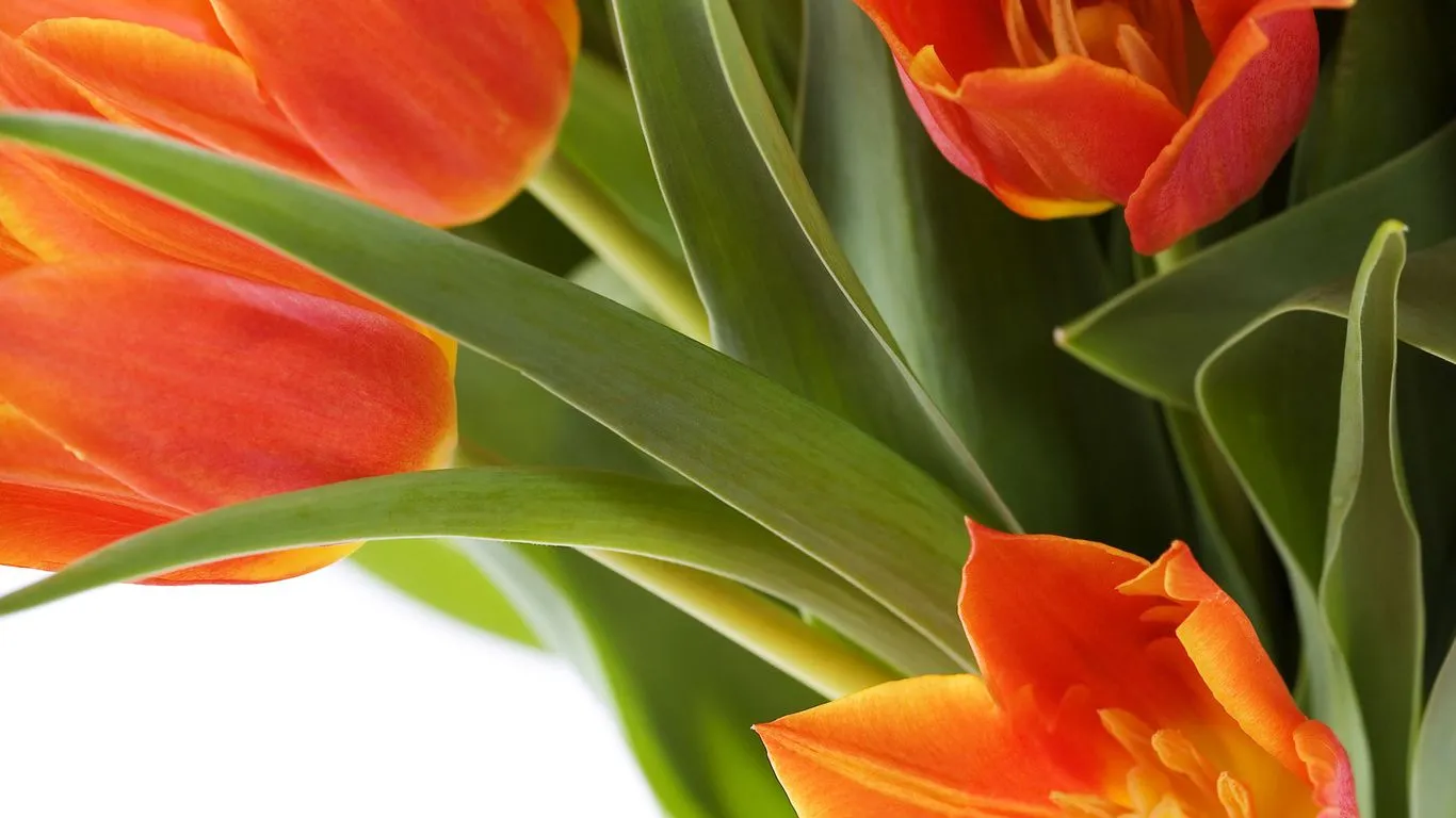 Fondos de pantalla fondos de pantalla, flores, tulipanes rojos, fotos ...