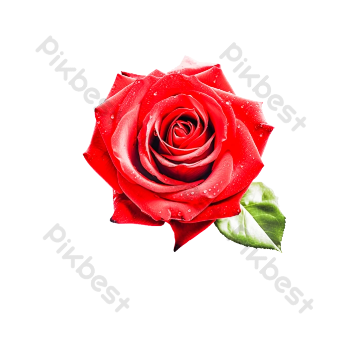 Romántico Ramo De Rosas Rojas Hermosas Rosas En Plena Floración | Elementos  graficos Plantilla PSD Descarga Gratuita - Pikbest