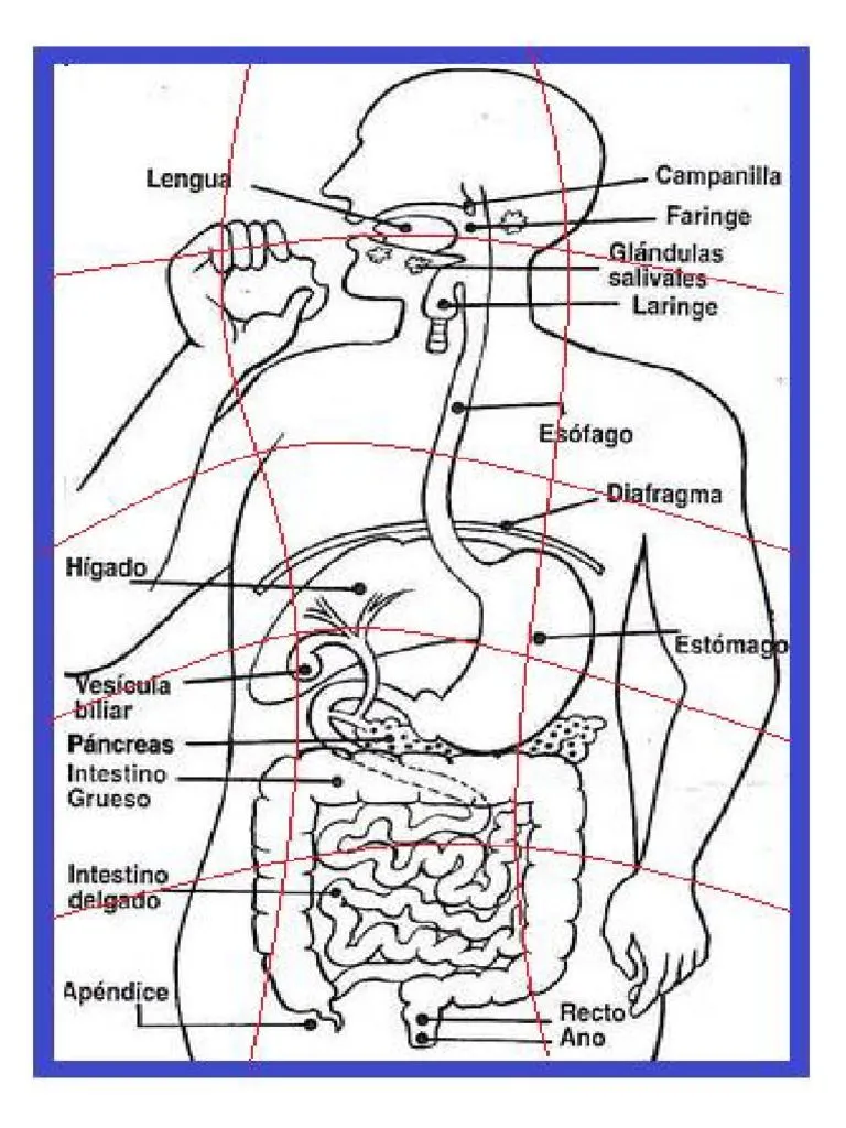 Rompecabezas Sobre El Aparato Digestivo PDF | PDF