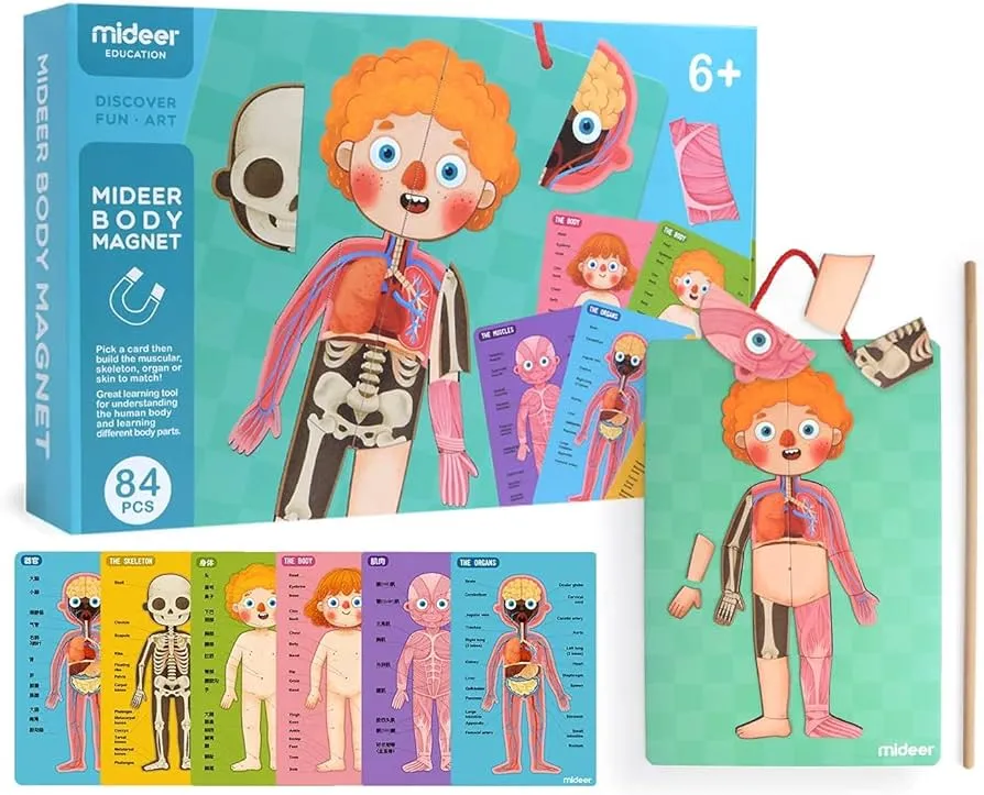 Rompecabezas de cuerpo humano para niños de cuerpo magnético rompecabezas  para niños pequeños rompecabezas cuerpo humano imán rompecabezas músculos y  huesos perfecto regalo : Amazon.com.mx: Juguetes y Juegos