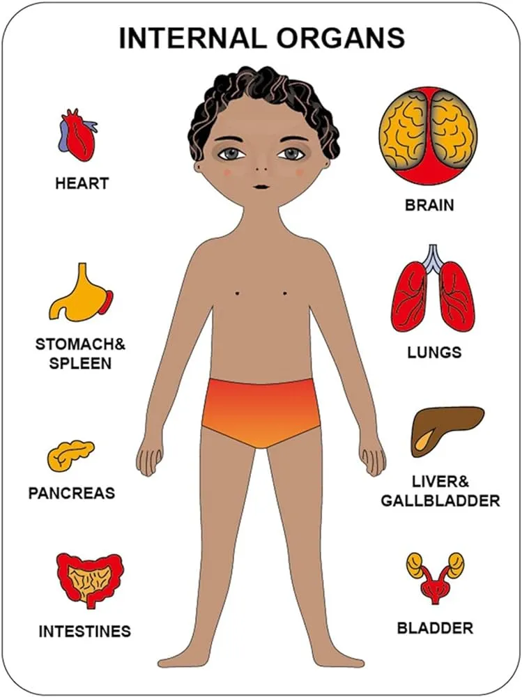 Rompecabezas de cuerpo para niños | Rompecabezas educativos de madera |  Rompecabezas de madera Montessori para niños de 3 a 6 años de edad  aprendiendo piezas del cuerpo humano Yunsi : Amazon.com.mx: