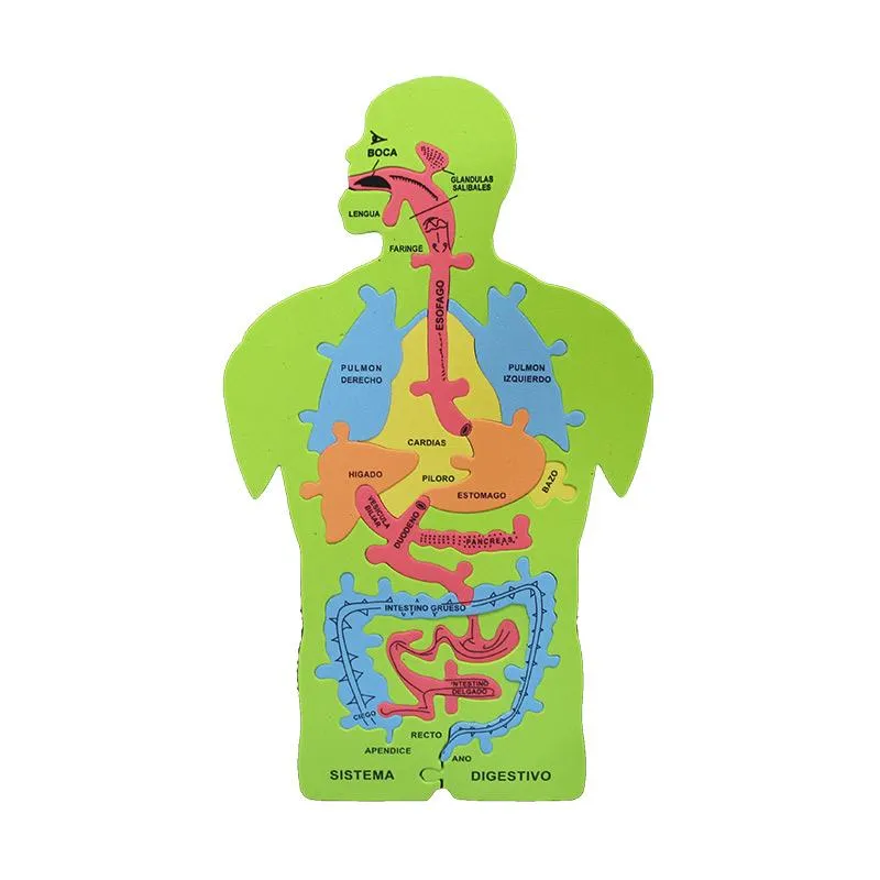 Rompecabezas Foamy Cuerpo Humano 24 x 41 cm ITrade | Papelería del Ahorro