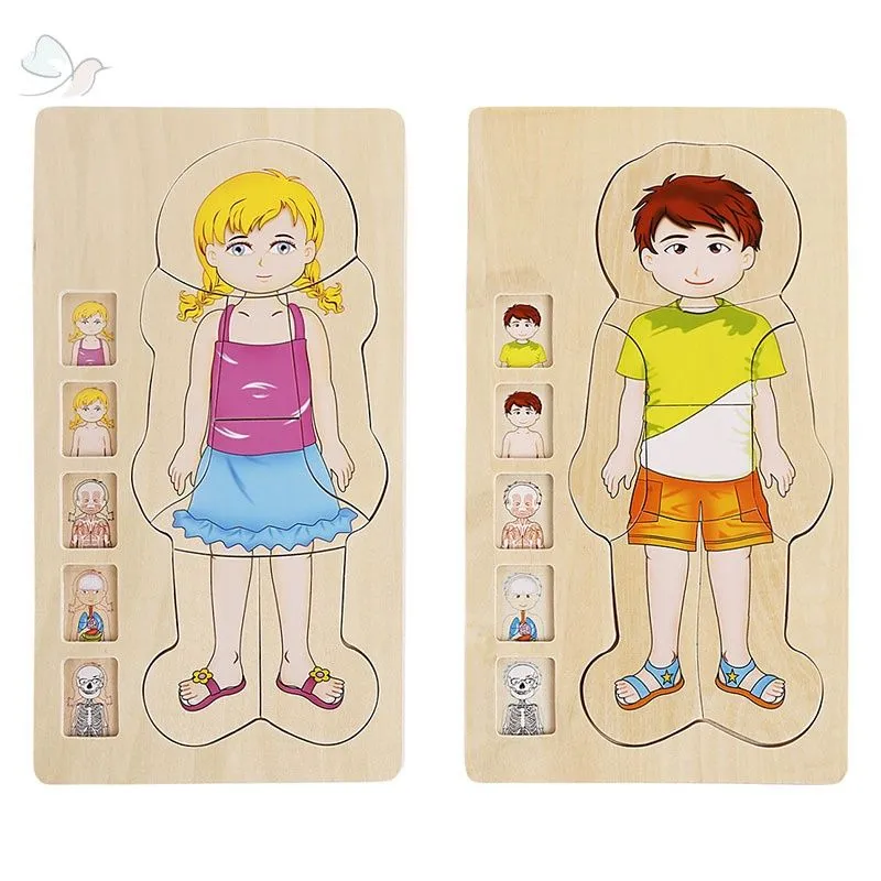 Rompecabezas de madera multicapa cuerpo humano estructura rompecabezas  niños juguetes educativos de madera | Shopee México