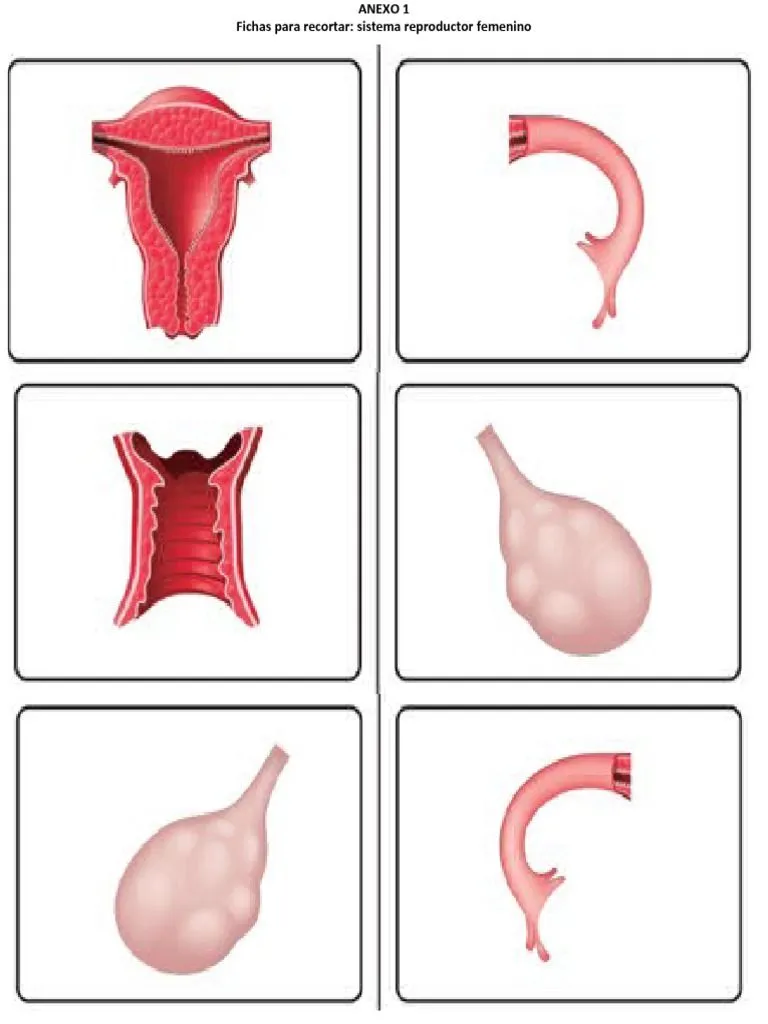 Rompecabezas de Reproduccion Humana | PDF