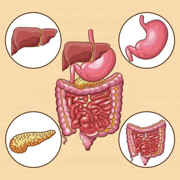 Rompecabezas Sistema Digestivo - rompecabezas en línea