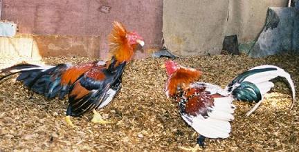 ROOSTER's TIME IN CUBA. (Photos) * * TIEMPOS DE GALLOS EN CUBA ...