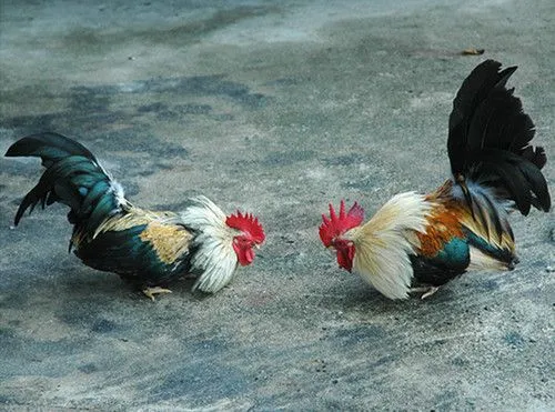 ROOSTER'S TIME IN CUBA. (Photos) * * TIEMPOS DE GALLOS EN CUBA ...