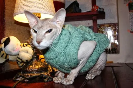 Ropa de invierno para gatos