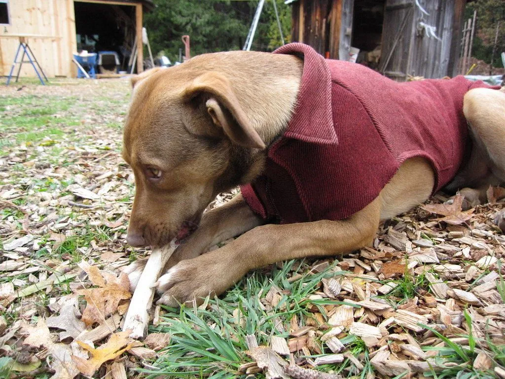 Cómo hacer ropa para el perro | Cuidar de tu perro es facilisimo.