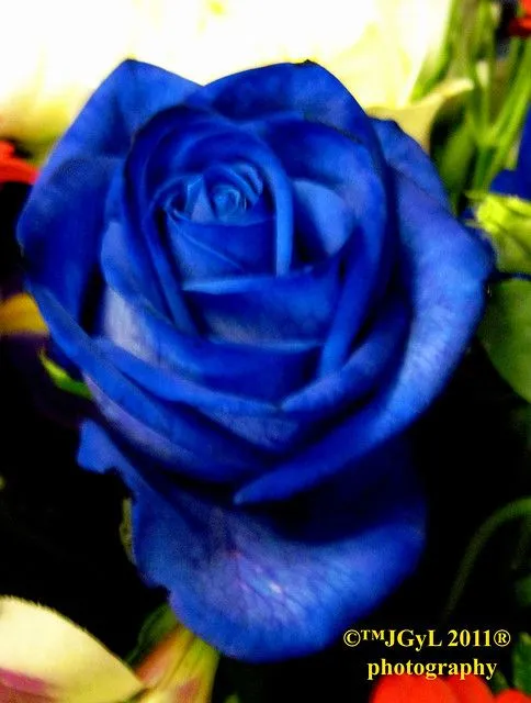 Rosa Azul 2011 | Flickr - Photo Sharing!