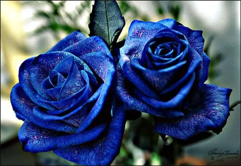 Rosa azul de cristal - Imagui