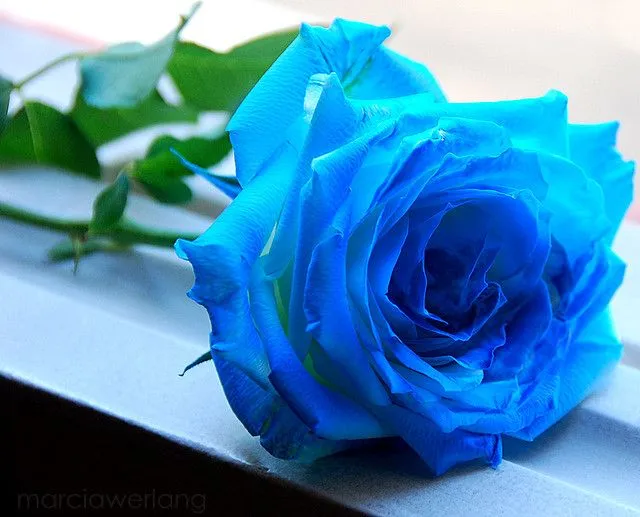 Rosa azul!! | Flickr - Photo Sharing!