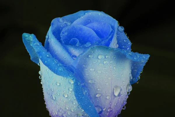 rosa azul con gotas de agua — Foto stock © akova777 #4185672