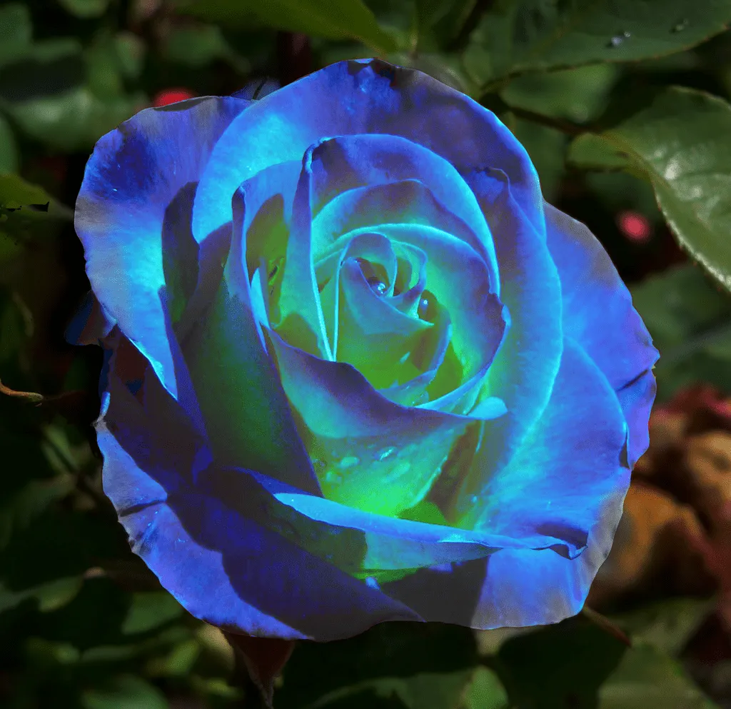 La rosa azul | Juan Antonio