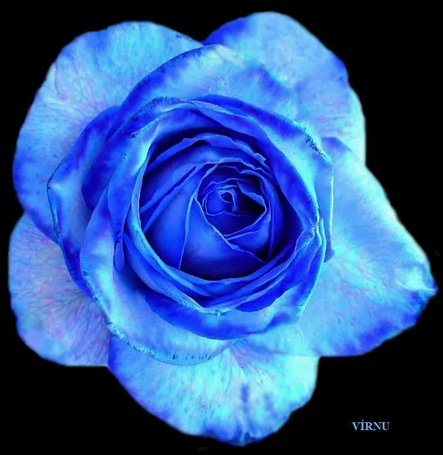 ROSA AZUL Nº 69 | Flickr - Photo Sharing!