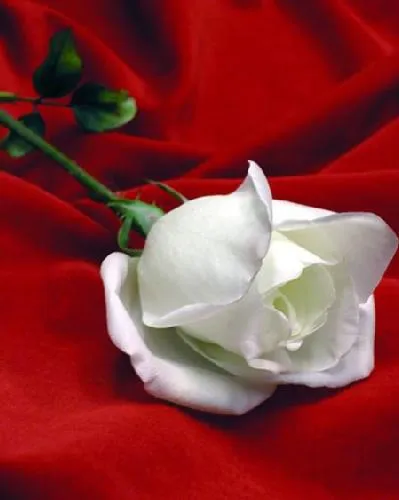rosa blanca | El blog de Azu