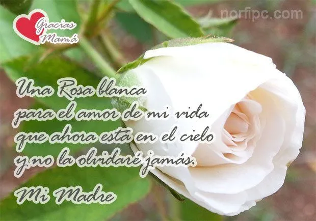 Rosa blanca con frases - Imagui