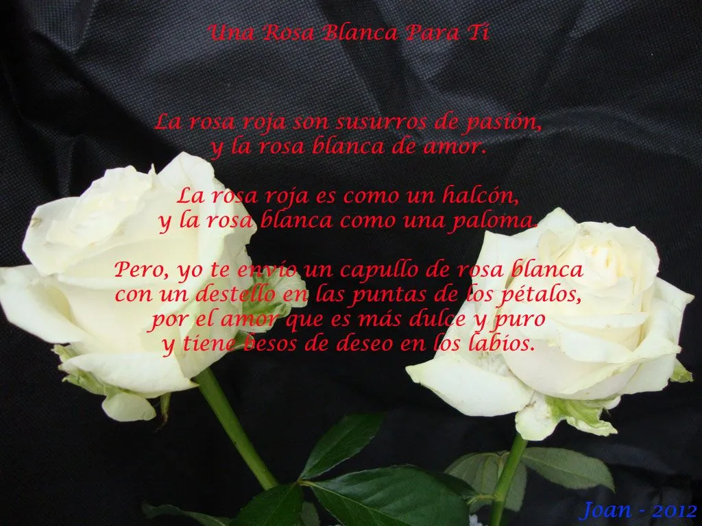 Una rosa blanca para ti - Poemas de amor