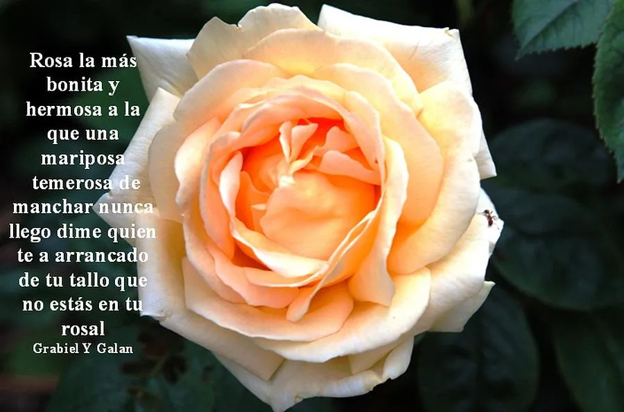 Rosa La Mas Bonita Y Hermosa by Juan Cruz - Rosa La Mas Bonita Y ...