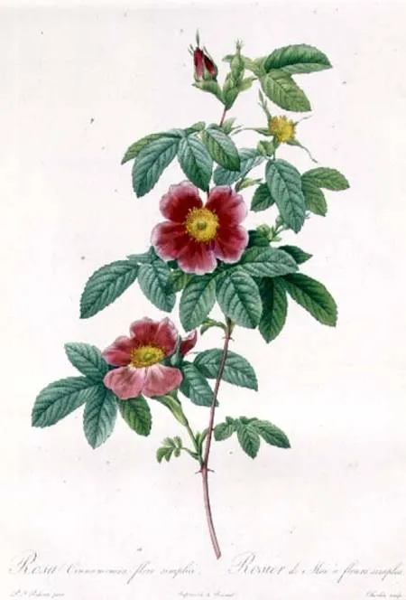 Rosa Cinnamomea Flore Simplici - Pierre Joseph Redouté