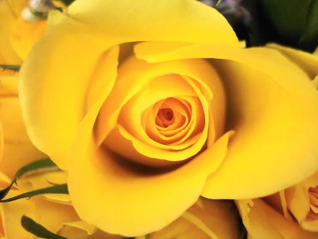 ROSA COLOR AMARILLO | Flickr - Photo Sharing!