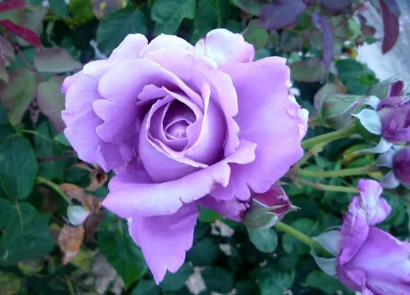 Rosa color morado | Project Noah