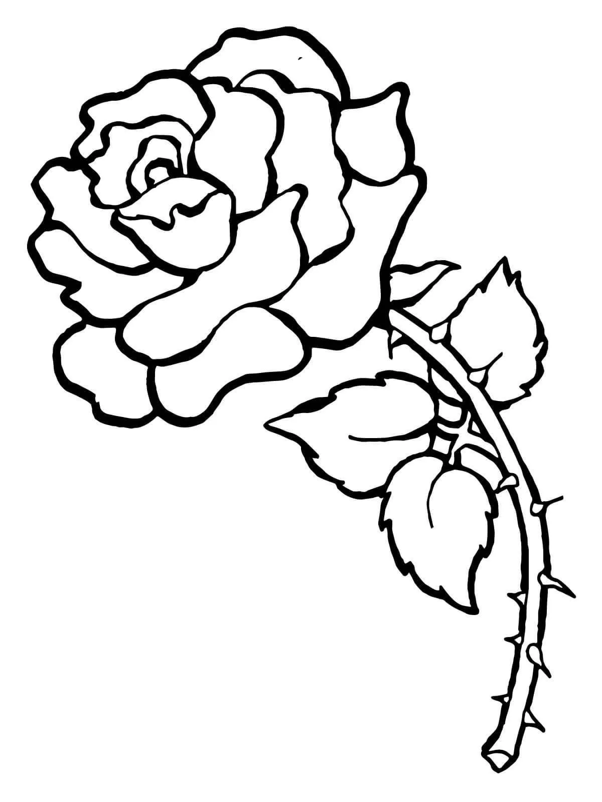 Una Rosa con sus espinas. | Rose coloring pages, Printable flower coloring pages, Flower coloring pages