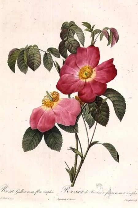 Rosa Gallica Rosea Flore Simplici - Pierre Joseph Redouté