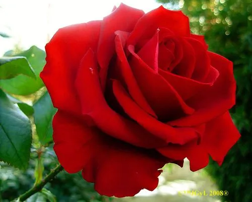 Photos of > Rosas Para Ti