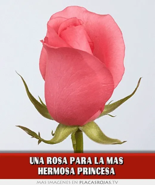 Una rosa para la mas hermosa princesa - Placas Rojas TV