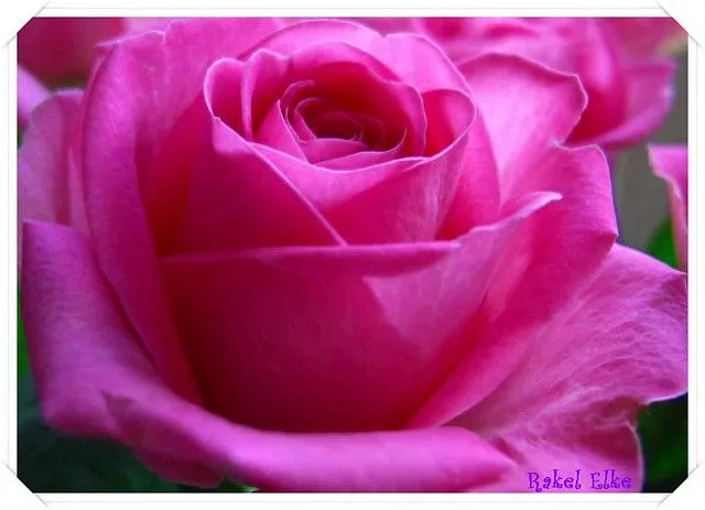 Una Rosa ROSA, ROSA la Rosa para ELSA... | Flickr - Photo Sharing!