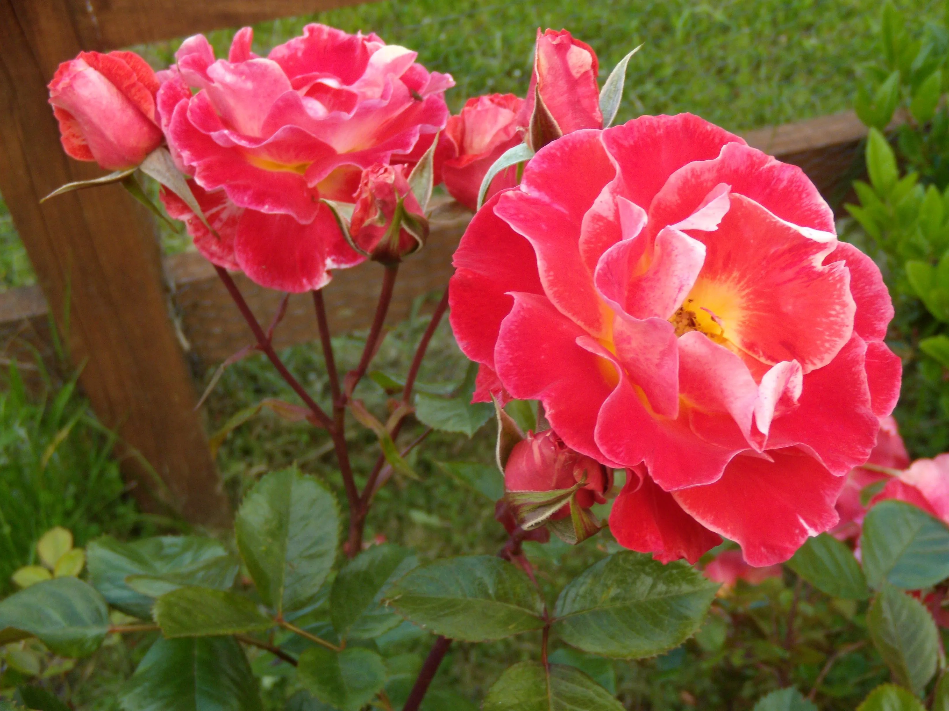 La rosa de mi jardín | Casa