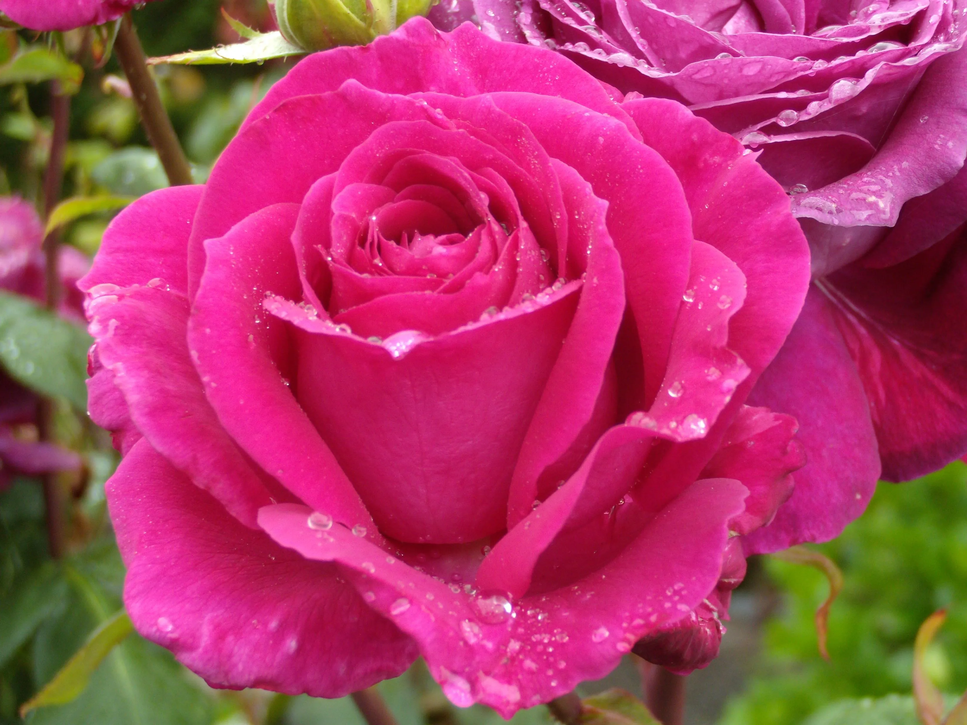 La rosa de mi jardín | Casa
