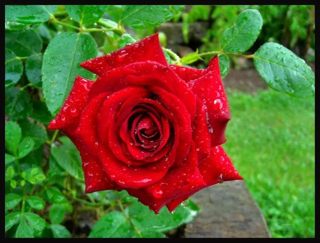 Rosa de la lluvia | fotos de Flora y fauna de Cantabria