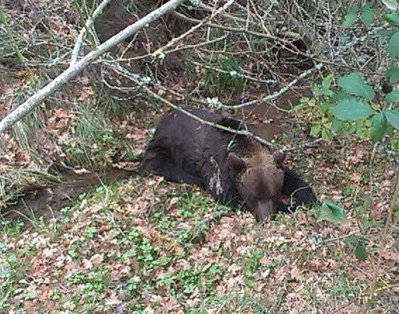 Rosa M. Tristán on Twitter: "Tres osos pardos muertos.Triste ...