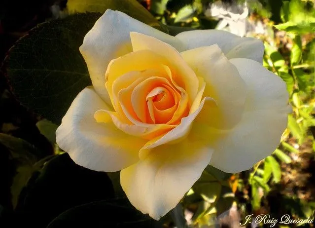 Rosa para mi madre... | Flickr - Photo Sharing!